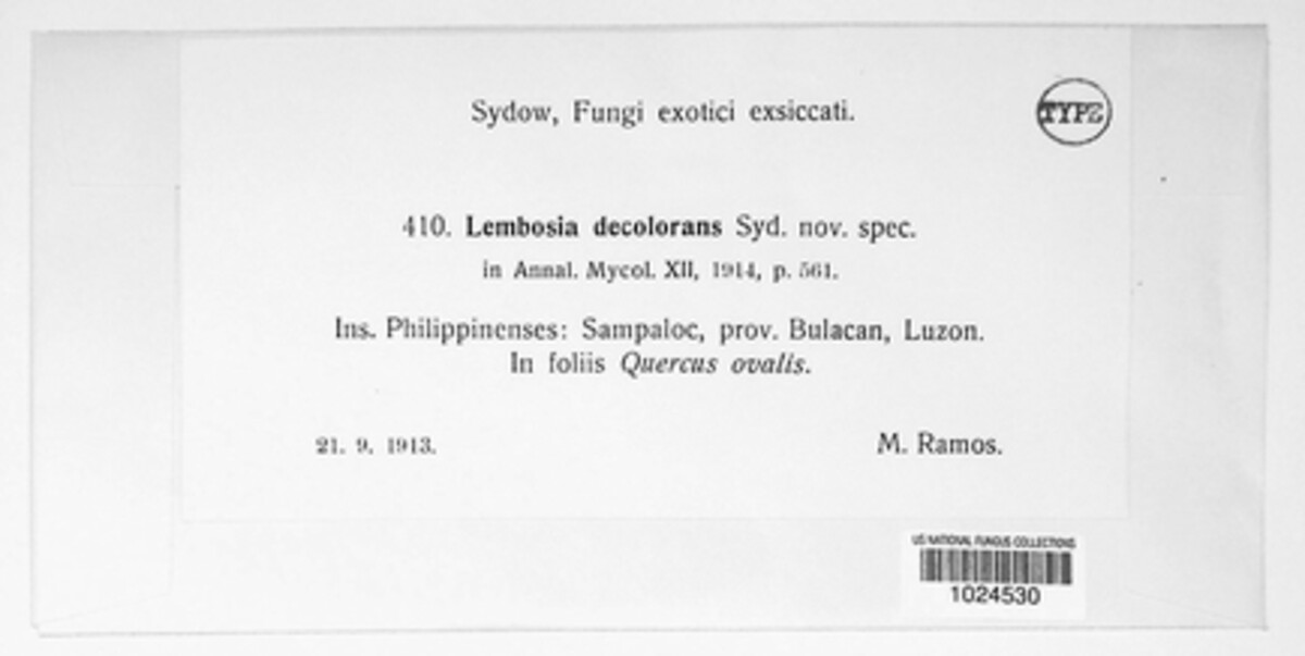 Lembosia decolorans image